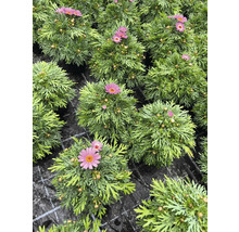 Nahaufnahme von Margeritenblüten in Töpfen.