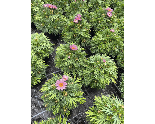 Nahaufnahme von Margeritenblüten in Töpfen.