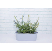 Pflanztopf Metall 27,5 x 11,3 x 9 cm lila