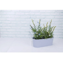 Pflanztopf Metall 27,5 x 11,3 x 9 cm lila