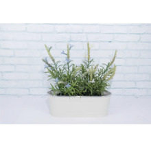 Pflanztopf Metall 27,5 x 11,3 x 9 cm creme