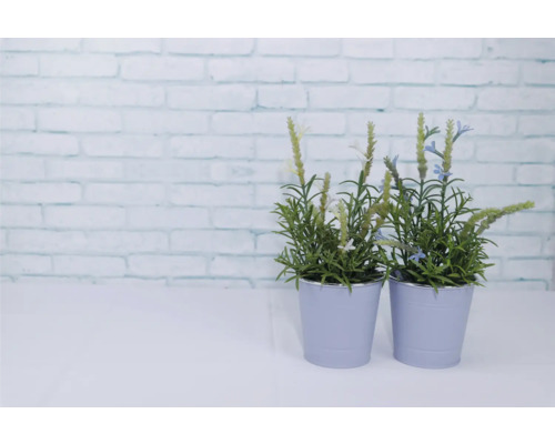 Zwei Topfpflanzen mit grünen Blättern und Blüten