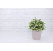 Pflanzgefäß Metall rund Ø 14 cm H 12,7 cm rosa