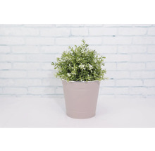 Pflanzgefäß Metall rund Ø 16 cm H 14,7 cm rosa