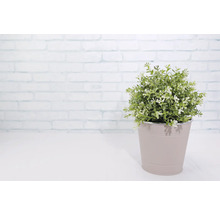 Pflanzgefäß Metall rund Ø 16 cm H 14,7 cm rosa