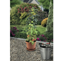 Tomatenpflanze mit Rankhilfe im Topf, mit Gartengeräten in einem Metalleimer im Garten.