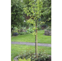 Junger Baum mit Stützpfahl im Garten