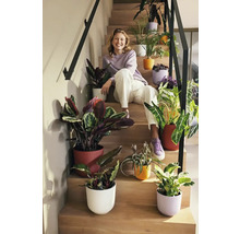 Frau sitzt auf einer Holztreppe, die mit Zimmerpflanzen in bunten Übertöpfen dekoriert ist.