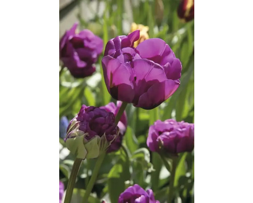 Nahaufnahme von lila Tulpenblüten im Garten