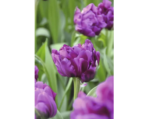 Nahaufnahme von lila Tulpenblüten im Gartenbeet.