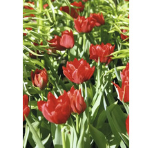 Nahaufnahme von roten Tulpen in einem Gartenbeet.