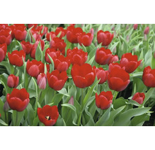 Feld mit roten Tulpenblüten