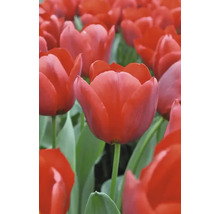Nahaufnahme von roten Tulpenblüten auf grünen Stielen