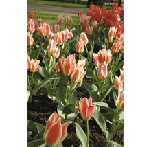 Tulpenbeet mit roten und zweifarbigen Blüten