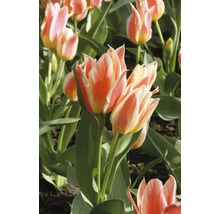 Nahaufnahme von mehrfarbigen Tulpen im Garten
