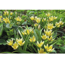 Gelbe und weiße Tarda-Tulpen in einem Gartenbeet