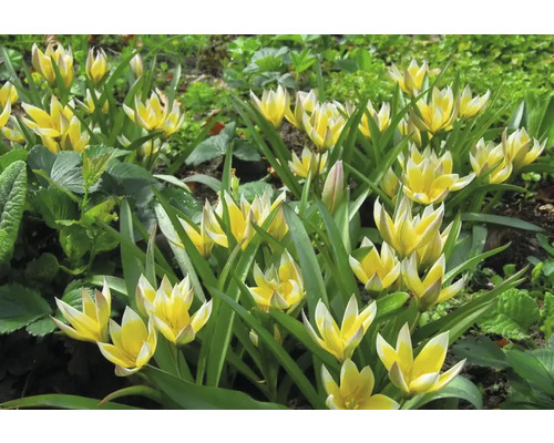 Gelbe und weiße Tarda-Tulpen in einem Gartenbeet