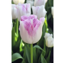 Nahaufnahme einer Tulpenblüte