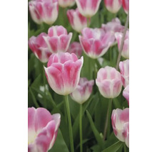 Nahaufnahme von rosafarbenen und weißen Tulpen im Garten