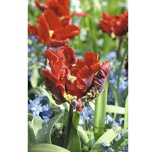 Rote gefüllte Tulpenblüte im Gartenbeet