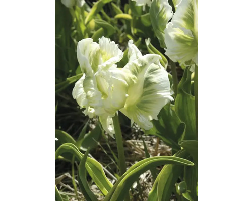 Gefüllte Tulpe mit weiß-grünen Blütenblättern im Garten