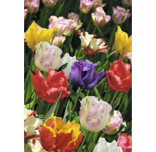 Nahaufnahme einer Gruppe verschiedenfarbiger Tulpen im Gartenbeet.