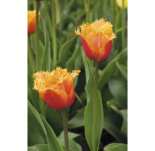 Nahaufnahme von zwei rot-gelben Tulpen im Gartenbeet.