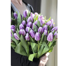 Strauß lila Tulpen mit grünen Blättern