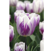 Nahaufnahme einer weiß-lila Tulpe