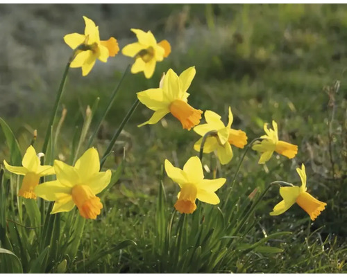 Narzissen im Garten