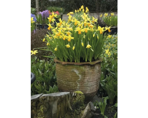 Gelbe Narzissen in Pflanztopf im Garten.