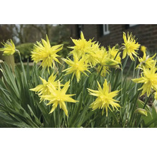 Gelbe Osterglocken im Gartenbeet