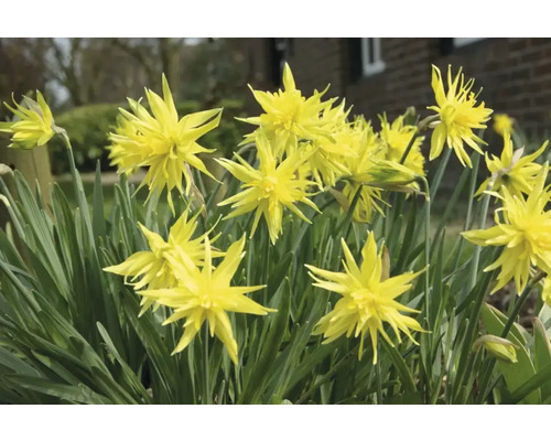 Gelbe Osterglocken im Gartenbeet