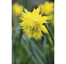 Gelbe gefüllte Narzissenblüte im Fokus.