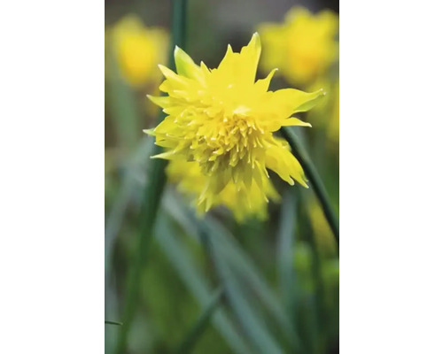 Gelbe gefüllte Narzissenblüte im Fokus.