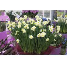 Blumenzwiebel Narzisse FloraSelf ' Minnow ' 6 Stück
