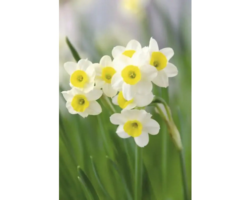 Narzissenblüten im Garten