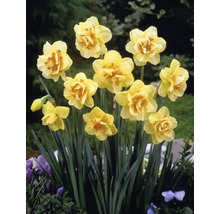 Blumenzwiebel Narzisse FloraSelf ' Tahiti ' 5 Stück