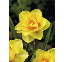 Blumenzwiebel Narzisse FloraSelf ' Tahiti ' 5 Stück