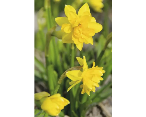 Gelbe Narzissenblüten im Garten
