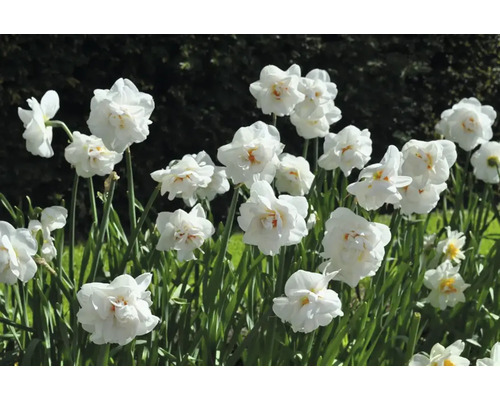Nahaufnahme von weißen Narzissen im Gartenbeet