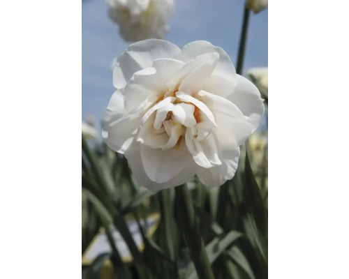 Nahaufnahme einer gefüllten Narzissenblüte