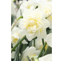 Nahaufnahme einer weißen gefüllten Narzissenblüte