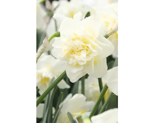 Nahaufnahme einer weißen gefüllten Narzissenblüte
