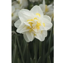 Gefüllte Narzissenblüte mit weißen Blütenblättern und gelber Mitte