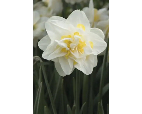 Gefüllte Narzissenblüte mit weißen Blütenblättern und gelber Mitte
