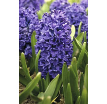 Nahaufnahme einer Hyazinthe im Gartenbeet