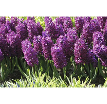 Nahaufnahme von lila Hyazinthen im Gartenbeet.