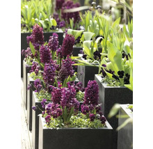 Reihe quadratischer Pflanzgefäße mit Hyazinthen und anderen Frühlingsblumen