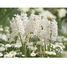 Weiße Hyazinthen und Gänseblümchen im Gartenbeet